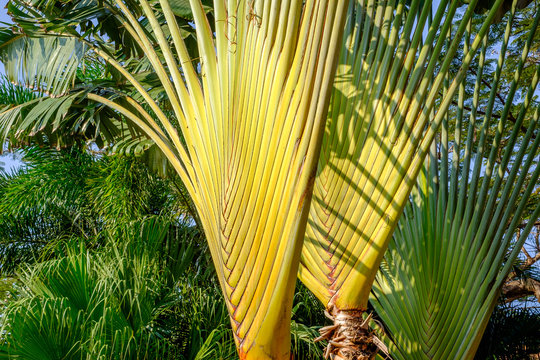 Thailande : 3 arbres du voyageur.