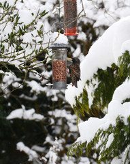 Starling feeding from peanut feeder in winter