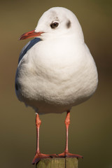 Gaviota posada
