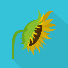Sunflower icon. Flat illustration of sunflower vector icon for web