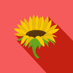 Blossoming sunflower icon. Flat illustration of blossoming sunflower vector icon for web
