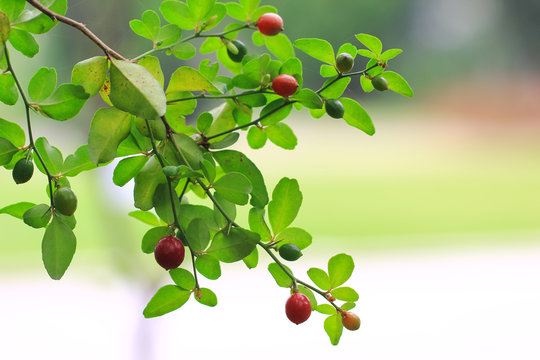 Lemon tree branch, Chinese Lime, Lime Berry (Triphasia Trifolia, Rutaceae)