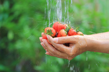 Organic, Woman hands holding fresh strawberries are washing under running water in natural green background