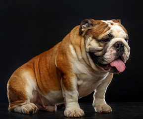 English bulldog isolated on a black background