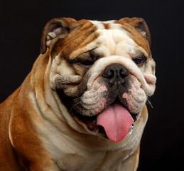 English bulldog portrait isolated on a black background