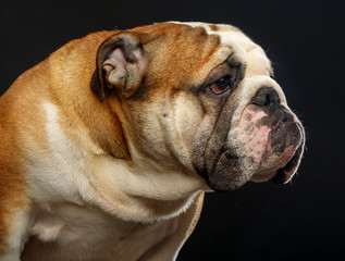 Fototapeta premium English bulldog portrait isolated on a black background