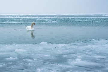 Swan in the abandoned frozen lake Balaton. Extreme weather in Hungary in March 2018.