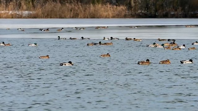 frozen lake with ducks in birdings area Tovacov,Czech republic