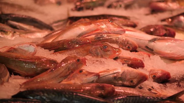 Fresh catch: gurnard fish on ice.