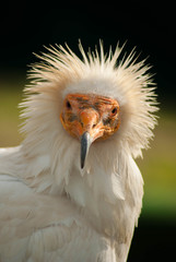 Alimoche retrato