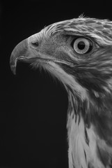 Ave ratonero perfil fondo negro