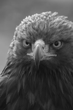 Retrato águila real