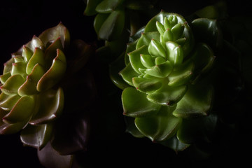 detail of succulent plant on black background