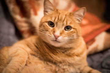 Katze liegt auf Couch