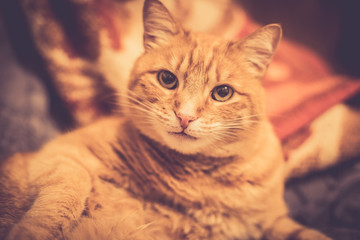 Obraz premium Katze liegt auf Couch