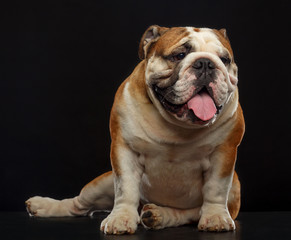 English bulldog isolated on a black background