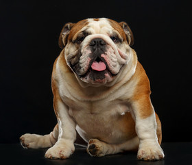 English bulldog isolated on a black background