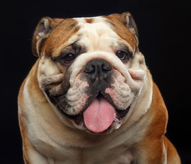 English bulldog portrait isolated on a black background