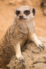 suricate