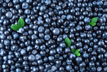 Blueberry. Fresh organic berries macro. Blueberry background.