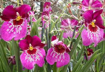  beautiful orchids. miltonia pink