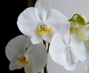  White orchid. white phalaenopsis
