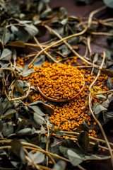 Close up of fresh raw fenugreek with its seed on a brown wooden surface in  dark Gothic colors.It...