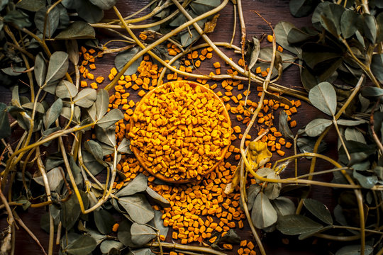 Close up of fresh raw fenugreek with its seed on a brown wooden surface in  dark Gothic colors.It is beneficial for hair,skin and physical health.