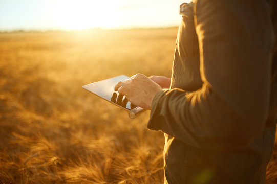 Farmer Checking Wheat Field Progress, Holding Tablet Using Internet.Copy Space Of The Setting Sun Rays On Horizon In Rural Meadow. Close Up Nature Photo Idea Of A Rich Harvest
