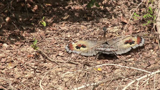 Sunbittern ((Eurypyga helias) on the ground spreading it's wings with a beautiful pattern, Pantanal, Brazil. Pan shot.