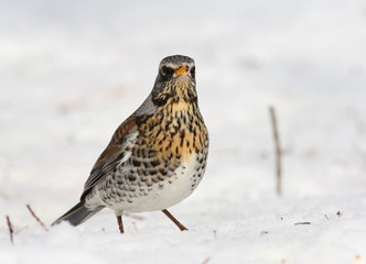Fototapeta premium Fieldfare on snow, Turdus pilaris