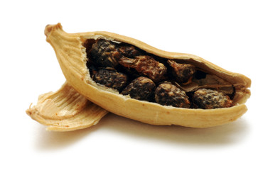 Elettaria cardamomum Kapulaga Cardamom Κάρδαμο Cardamum Кардамон Cardamomo इलायची Kardamom Buah pelaga