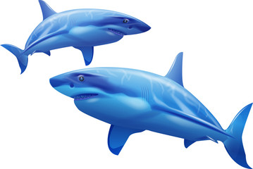 Sharks on a white background