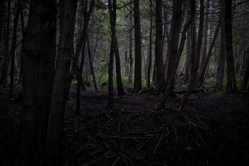 Dark cedar forest