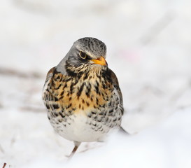 Fieldfare on snow, Turdus pilaris