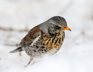 Fieldfare on snow, Turdus pilaris