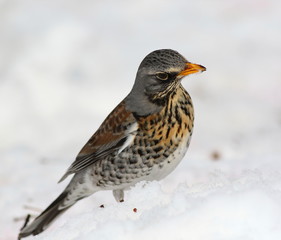 Fieldfare on snow, Turdus pilaris