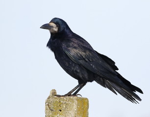 Rook (Corvus Frugilegus)