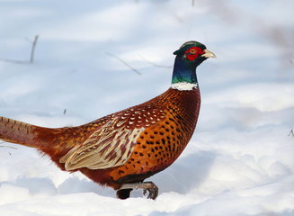 Common Pheasant male on snow, Phasianus colchicus