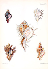 Illustration of shells.