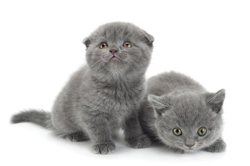 Scottish Fold gray cat