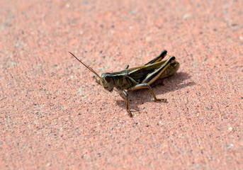 grasshopper on red concrete