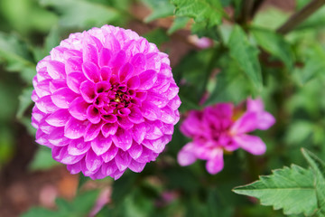 Pink dahlia flower close-up outdoors