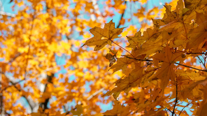 Yellow leaves against blue sky
