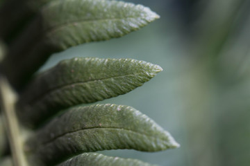 Pflanze Macro