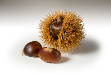 Still life on white background some chestnuts and a chestnut hedgehog.