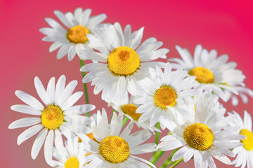 Obraz premium Chamomile among flowers