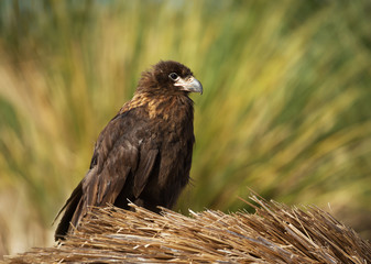 Close up of a juvenile striated caracara
