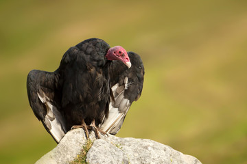 Turkey vulture with open wings warming on a stone