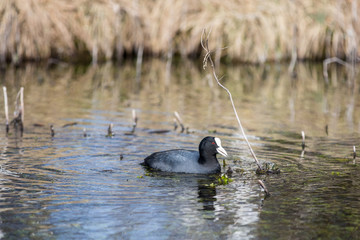 Blässhuhn im Wasser